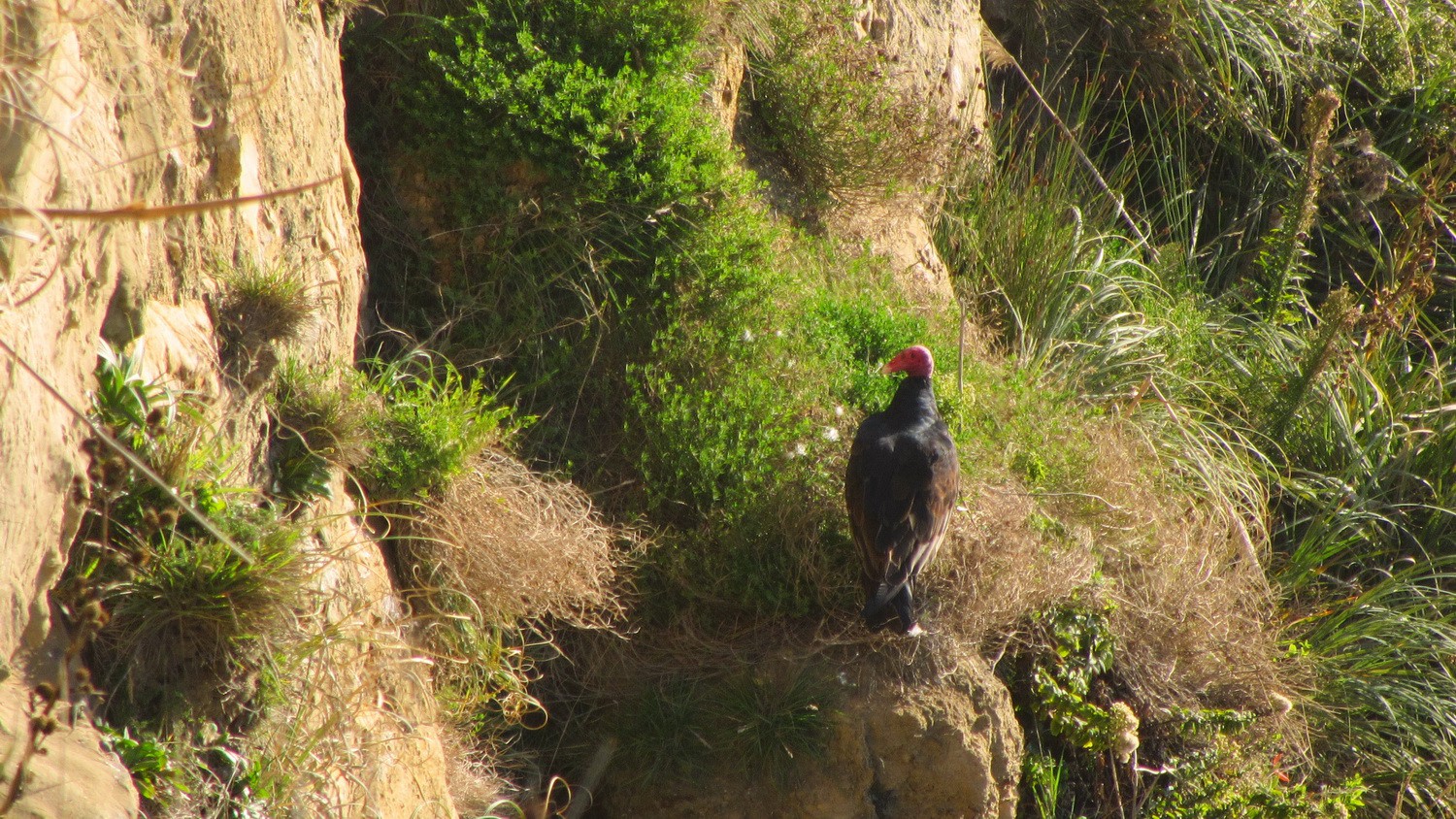 Vulture watching Puerto Saavedra